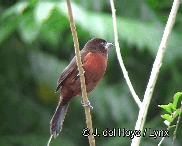 Silver-beaked Tanager - ML201253771