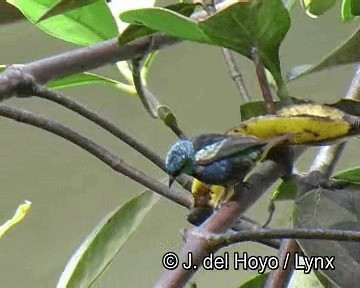 Blue-necked Tanager - ML201253871