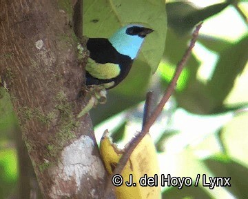 Blue-necked Tanager - ML201253891