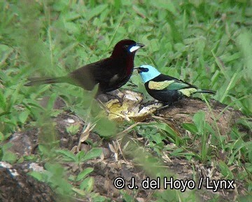 Blue-necked Tanager - ML201253911
