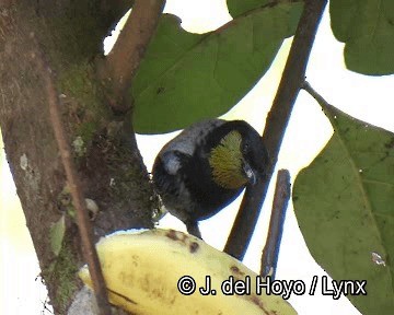 Silvery Tanager - ML201253921