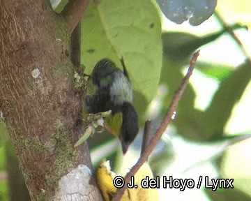 Silvery Tanager - ML201253931