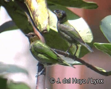 Silvery Tanager - ML201253941