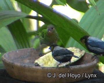 Silvery Tanager - ML201253951