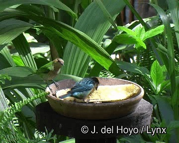 Silvery Tanager - ML201253961