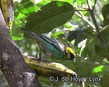 Saffron-crowned Tanager - ML201253971