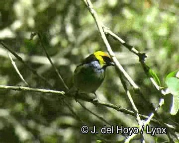Saffron-crowned Tanager - ML201254011