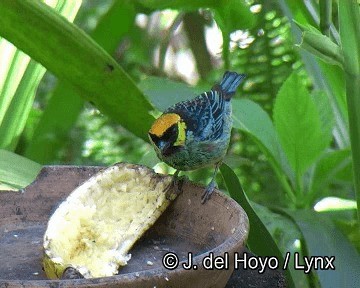 Saffron-crowned Tanager - ML201254021