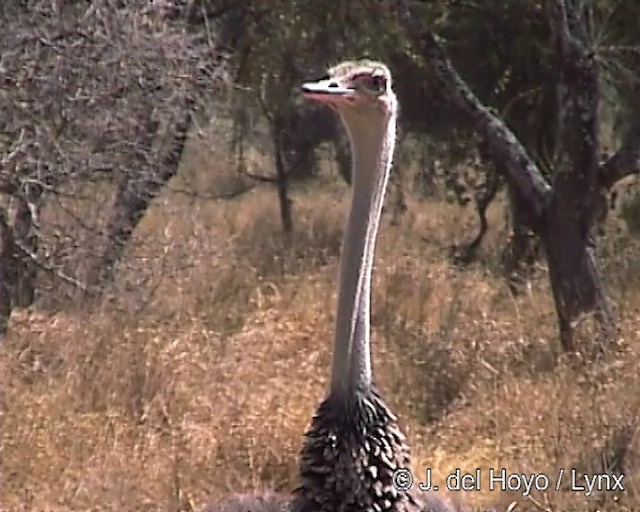 Somali Ostrich - ML201254351