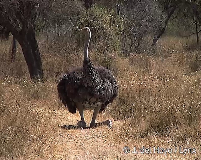 Somali Ostrich - ML201254361