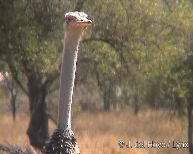 Сомалийский страус - ML201254371