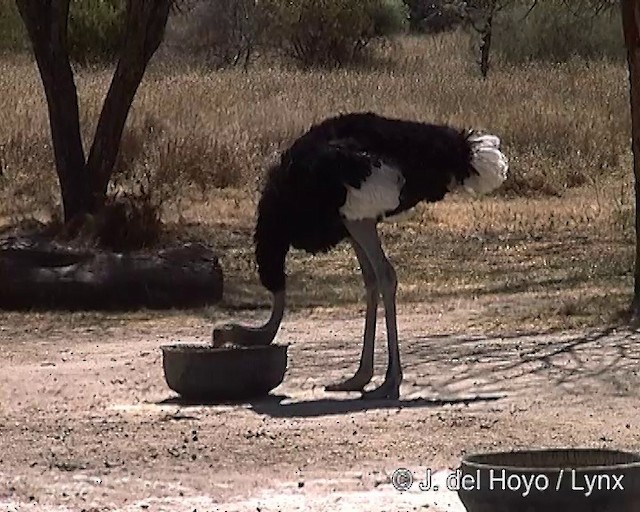 Somali Ostrich - ML201254381