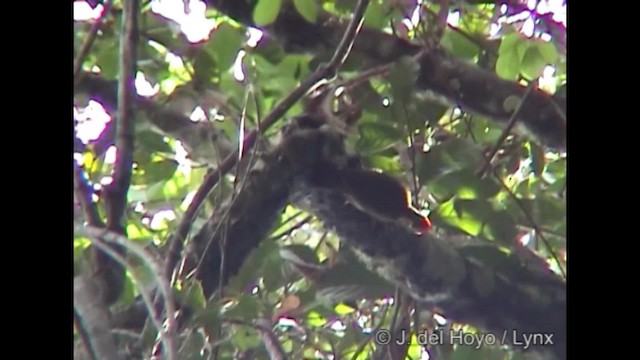 Golden-green Woodpecker (Bar-throated) - ML201254441