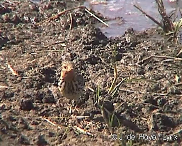 Red-throated Pipit - ML201254701