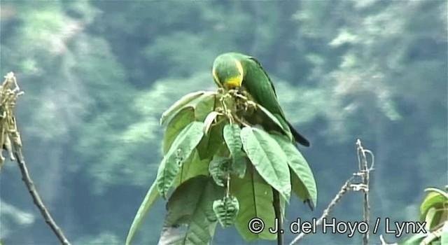 Yellow-eared Parrot - ML201254901