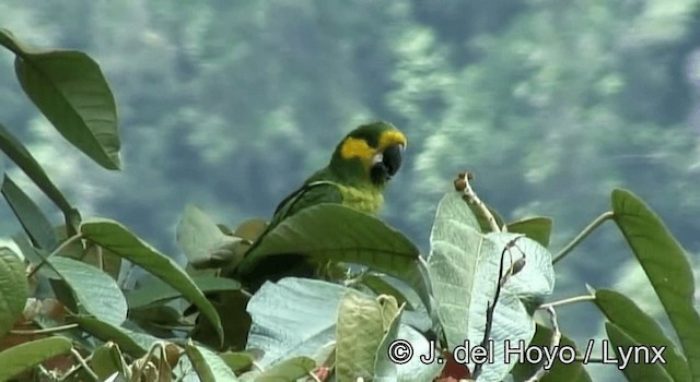 Yellow-eared Parrot - ML201254911