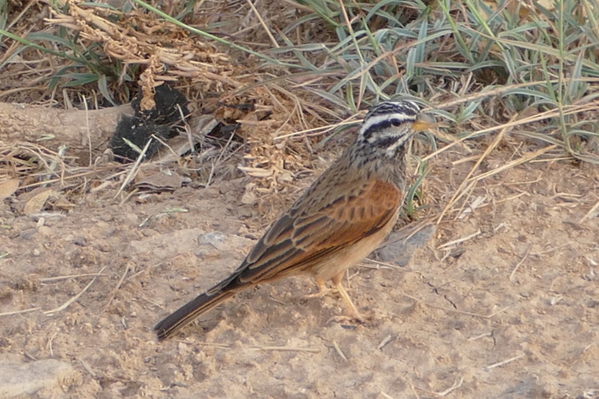 Striolated Bunting - ML20125521