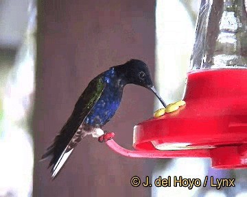 kolibřík hyacintový - ML201255361