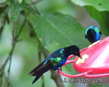 kolibřík hyacintový - ML201255381