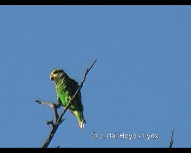 Yellow-fronted Parrot - ML201255651