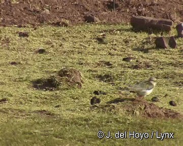 Andean Lapwing - ML201255691