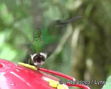 kolibřík trnoocasý - ML201255841
