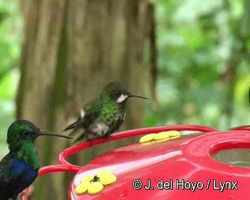 kolibřík trnoocasý - ML201255851