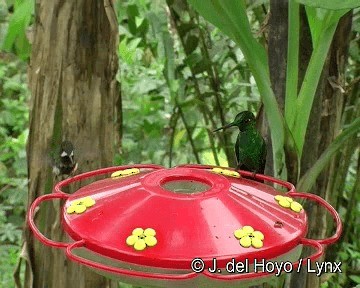 kolibřík trnoocasý - ML201255861