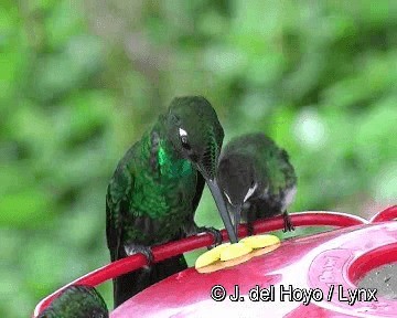 kolibřík trnoocasý - ML201255871