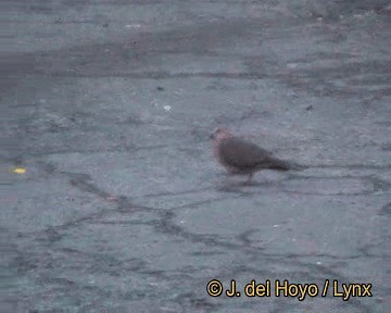 Red-eyed Dove - ML201255931