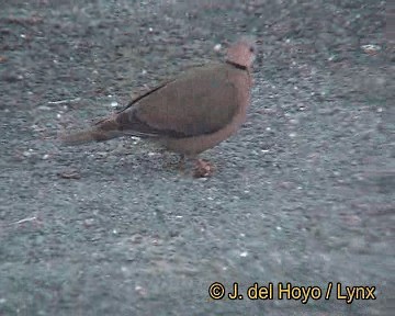 Red-eyed Dove - ML201255941