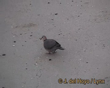 Red-eyed Dove - ML201255951