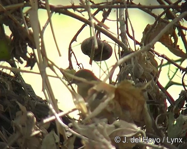 Red-faced Cisticola (Red-faced) - ML201256701