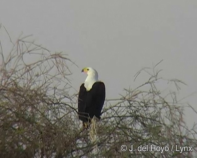 African Fish-Eagle - ML201256941