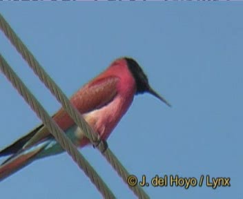 Northern Carmine Bee-eater - ML201257141