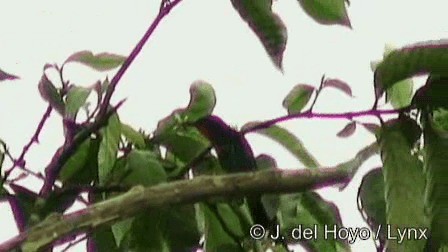 Black Bee-eater - ML201257651