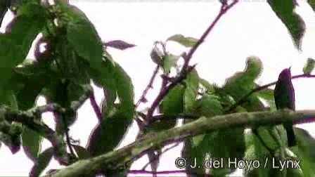 Black Bee-eater - ML201257671