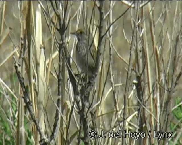 Приморская овсянка-барсучок (maritima/macgillivraii) - ML201257791