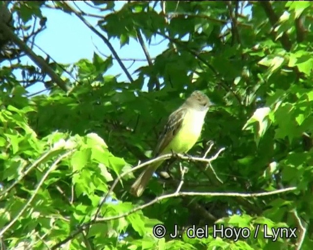 Great Crested Flycatcher - ML201257921