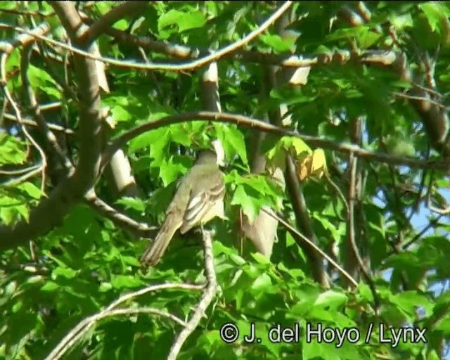Great Crested Flycatcher - ML201257931