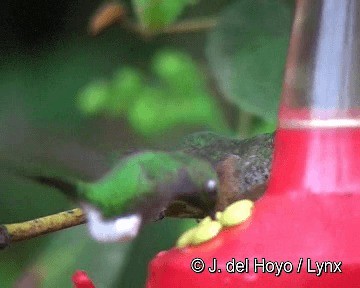 Violet-tailed Sylph - ML201258081