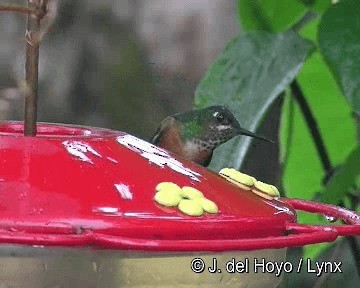 Violet-tailed Sylph - ML201258101