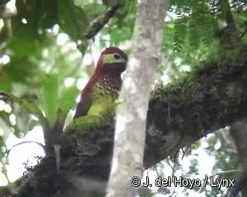 Crimson-mantled Woodpecker (Crimson-mantled) - ML201258181