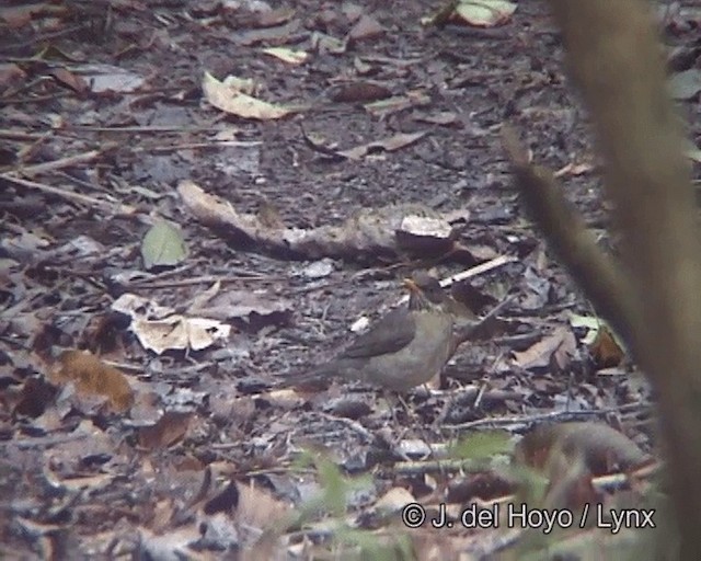 Pale-breasted Thrush - ML201258891