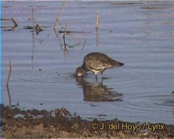 Black-tailed Godwit (limosa) - ML201259631