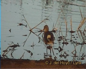 Black-tailed Godwit (limosa) - ML201259651