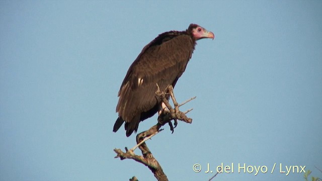 White-headed Vulture - ML201259891