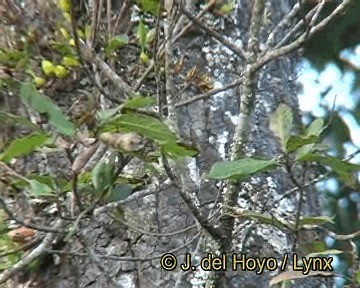Davison's Leaf Warbler - ML201260151