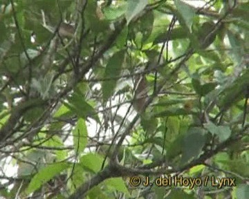 Hume's Warbler - ML201260161