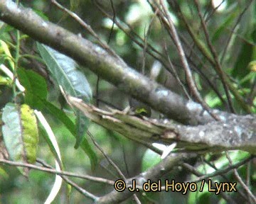 Yellow-bellied Fairy-Fantail - ML201260201
